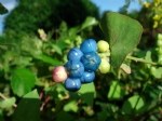 Polygonum Perfoliatum L. Otu